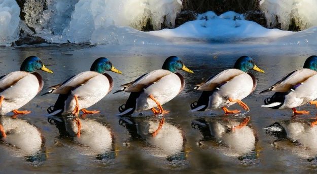 Powell Keeps Fed’s Ducks in a Row